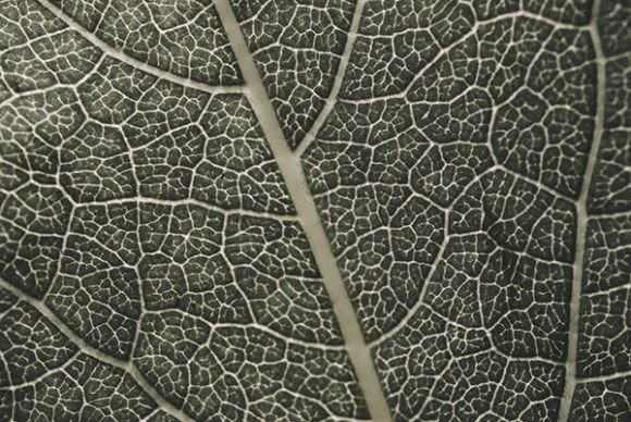 Download Leaf Surface Detailed Texture - Detailed Collection